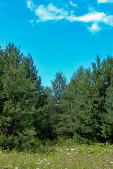 Vertical shot of a pine forest with a meadow in front. Forests of Bosnia and Herzegovina.