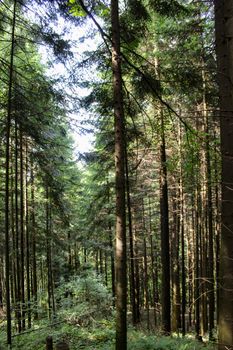 Vertical shot. Coniferous forest, long trees in the forest. Forests of Bosnia and Herzegovina.