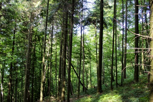 Trees in the forest on a slope. Forests of Bosnia and Herzegovina.