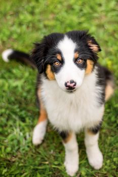 Happy Aussie on meadow with green grass in summer or spring. Beautiful Australian shepherd puppy 3 months old - portrait close-up. Cute dog enjoy playing at park outdoors.