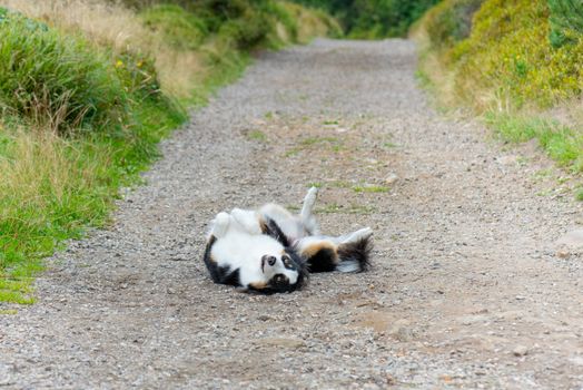 Portrait of Australian Shepherd dog in park. Happy adorable Aussie dog lying on forest trail. Beautiful adult purebred Dog outdoors in nature.