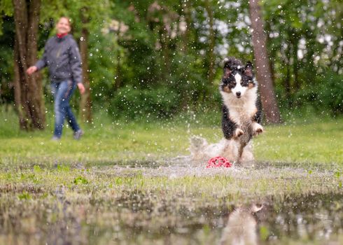 Australian Shepherd Dog with owner playing on green grass at park. Happy Woman and wet Aussie run on watery meadow after rain, water sprinkles. Selective focus on toy.
