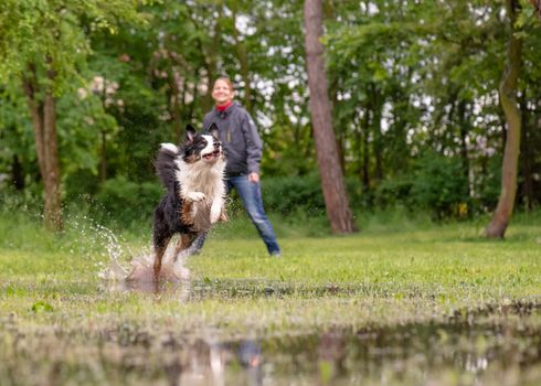 Australian Shepherd Dog with owner playing on green grass at park. Happy Woman and wet Aussie run on watery meadow after rain, water sprinkles. Dog and people have fun in puddle at outdoors.