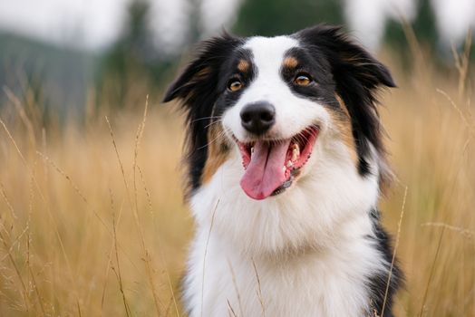 Portrait of Australian Shepherd dog in autumn meadow. Happy adorable Aussie dog sitting in grass field. Beautiful adult purebred Dog outdoors in nature.