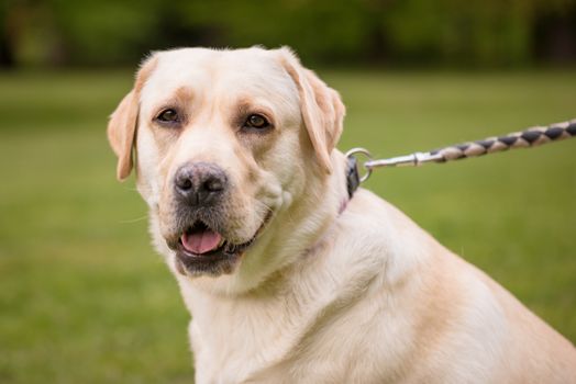 Portrait of Dog Labrador Retriever at park. Head of Adult Dog Breed Labrador with collar and leash on Walk at Spring or Summer sunny day.