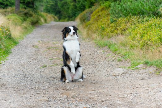 Portrait of Australian Shepherd dog in park. Happy adorable Aussie dog sitting on forest trail. Beautiful adult purebred Dog outdoors in nature.