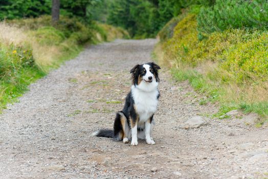 Portrait of Australian Shepherd dog in park. Happy adorable Aussie dog sitting on forest trail. Beautiful adult purebred Dog outdoors in nature.