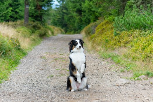 Portrait of Australian Shepherd dog in park. Happy adorable Aussie dog sitting on forest trail. Beautiful adult purebred Dog outdoors in nature.