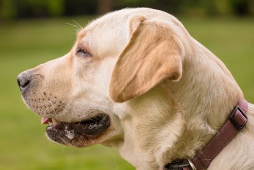 Portrait of Dog Labrador Retriever at park. Head of Adult Dog Breed Labrador with collar and leash on Walk at Spring or Summer sunny day.