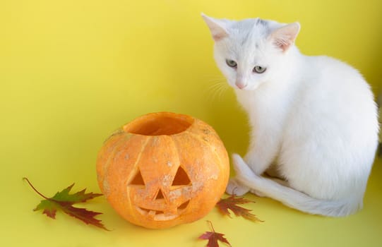 Funny pumpkin on a yellow background next to a white cat.The Concept Of Halloween.