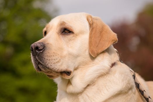 Portrait of Dog Labrador Retriever at park. Head of Adult Dog Breed Labrador with collar and leash on Walk at Spring or Summer sunny day.