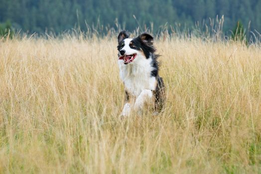 Australian Shepherd dog in autumn meadow. Happy adorable Aussie dog walking in grass field. Beautiful adult purebred Dog outdoors in nature.