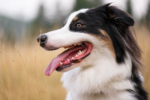 Portrait of Australian Shepherd dog in autumn meadow. Happy adorable Aussie dog sitting in grass field. Beautiful adult purebred Dog outdoors in nature.