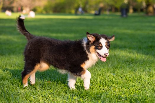 Happy Aussie dog walking at meadow with green grass in summer or spring. Beautiful Australian shepherd puppy 3 months old. Cute dog enjoy playing at park outdoors.