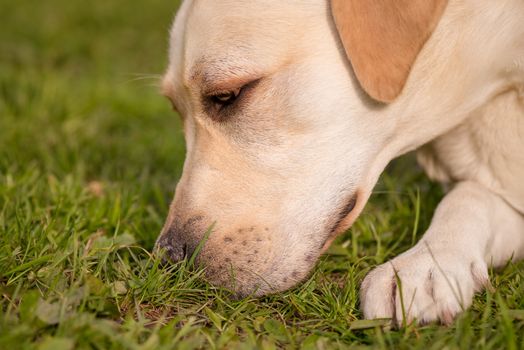 Beautiful dog breed labrador retriever on walk in park. Close-up of Dog sniffing the green grass in sity park. Pet and domestic animal concept.