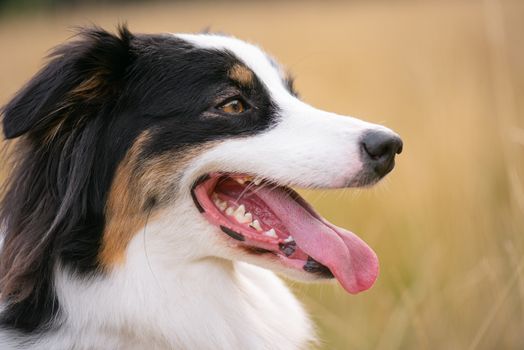 Portrait of Australian Shepherd dog in autumn meadow. Happy adorable Aussie dog sitting in grass field. Beautiful adult purebred Dog outdoors in nature.