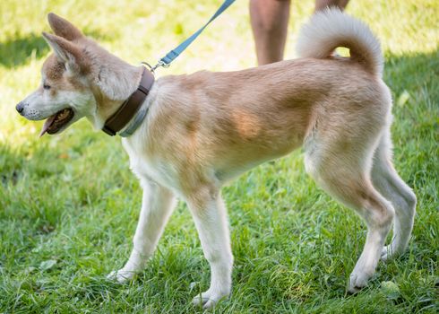 Portrait of adorable mixed breed Husky dog. Funny mongrel puppy, outdoors at spring or summer park.