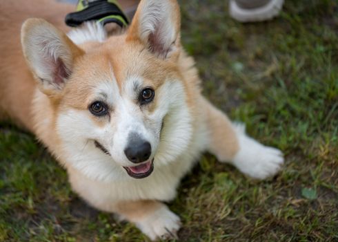 Portrait of funny adorable dog Welsh Corgi. Pets walking outdoor adventure at spring or summer park. Top view.