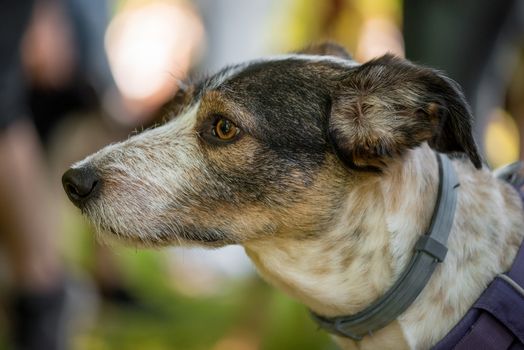 Portrait of adorable mixed breed dog with big eyes and ears. Funny mongrel puppy, headshot outdoors at spring or summer park.