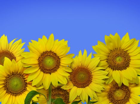 Close up of bunch of beautiful and bright sunflowers in high resolution image