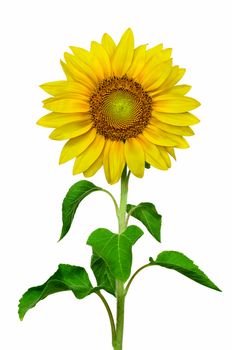Closeup of a Sunflower in white background