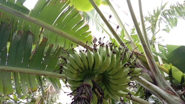 tasty and healthy raw banana bunch on garden