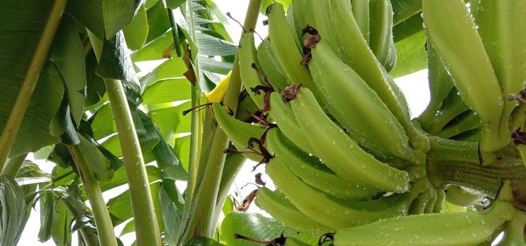 tasty and healthy raw banana bunch on garden