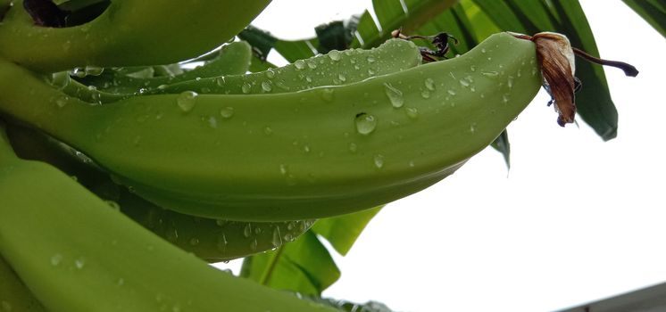 tasty and healthy raw banana bunch on garden