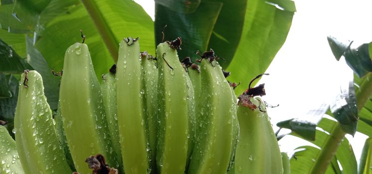 tasty and healthy raw banana bunch on garden