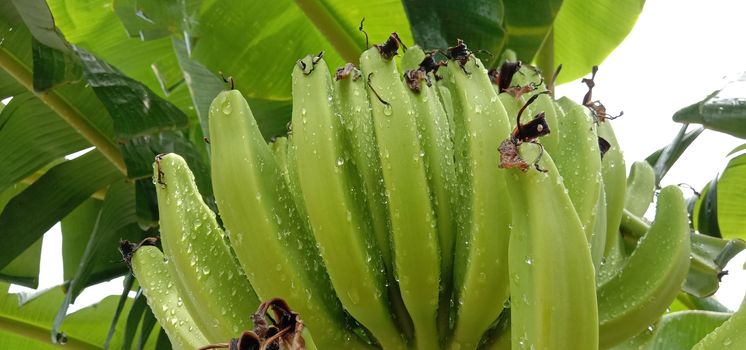 tasty and healthy raw banana bunch on garden