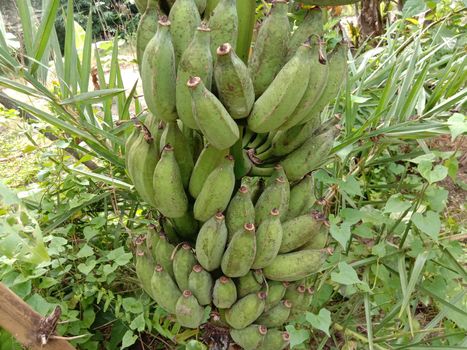 tasty and healthy raw banana bunch on garden