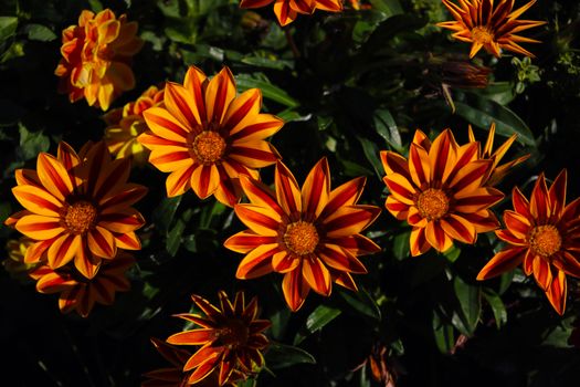 Colorful gazania flowers or african daisy in a garden