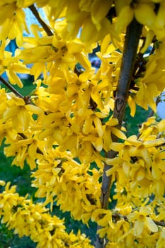 Forsythia flowers in front of with green grass. Golden Bell, Border Forsythia
