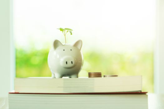 little tree growing on saving piggy bank on book in saving money for education concept