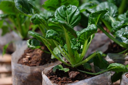 Sawi Pagoda / Ta Ke Chai / Tatsoi. This Mustard Pagoda comes from China. Has an oval leaf shape, a very striking dark green color, and the stems and leaves are crisp and resistant to cold temperatures