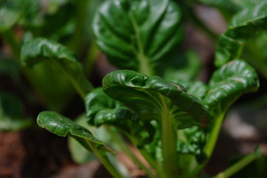 Sawi Pagoda / Ta Ke Chai / Tatsoi. This Mustard Pagoda comes from China. Has an oval leaf shape, a very striking dark green color, and the stems and leaves are crisp and resistant to cold temperatures