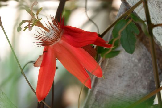close up image of passiflora coccinea common names scarlet passion flower, red passion flower,dance flower) is a fast growing vine. home decorating vines. Out of focus