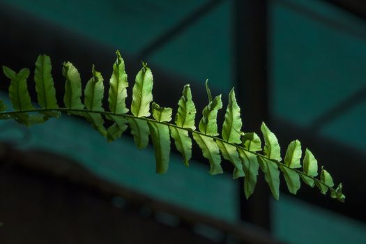 The green fern leaves the stalks exposed to the sunlight.