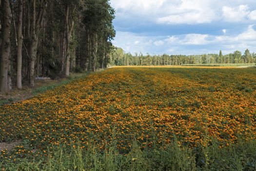 large filed of Orange Tagetes marigold flowers in limburg,these are cultivated as fertilizer to combat poisonous nematodes
