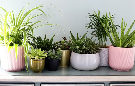 Home plants in colored different pots on green cabinet against pastel green colored wall. Home decor, home design, home decoration, plants banner. Stylish and modern Scandinavian room interior