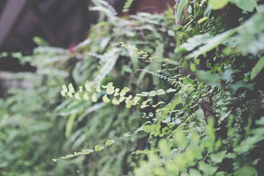 green natural leaves plant in garden. nature background