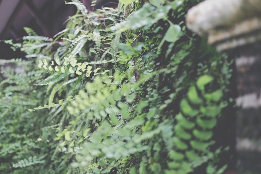 green natural leaves plant in garden. nature background