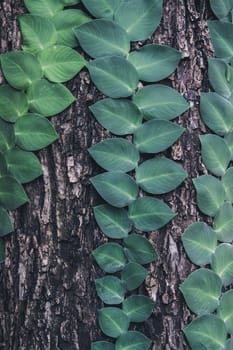 green natural leaves plant growing on tree trunk