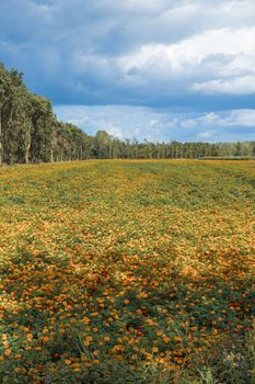 large filed of Orange Tagetes marigold flowers in limburg,these are cultivated as fertilizer to combat poisonous nematodes