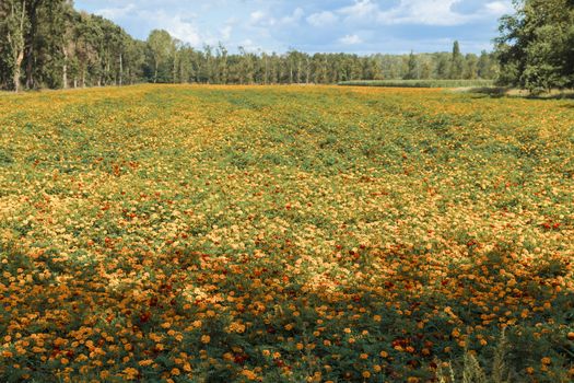 large filed of Orange Tagetes marigold flowers in limburg,these are cultivated as fertilizer to combat poisonous nematodes