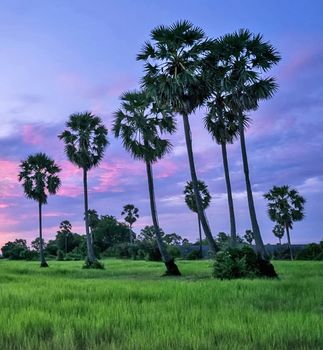 Beautiful pictures of  Cambodia