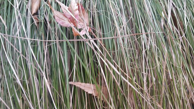 A close up view of green and dried grass.  Grass natural background for text and advertisements