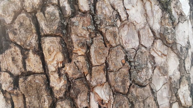 close up view of tree peel: Macro close up texture for background and texture.  Tree bark texture.