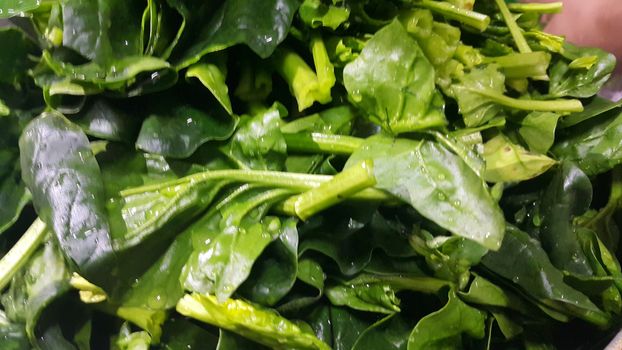 Close up view of lush green leaves of spinach vegetables. Vegetable background for text and advertisements.