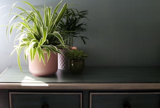 Home plants in colored different pots on green cabinet against pastel green colored wall. Home decor, home design, home decoration, plants banner. Stylish and modern Scandinavian room interior